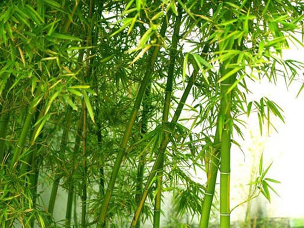 lịch sử hình thành chất liệu vải bamboo