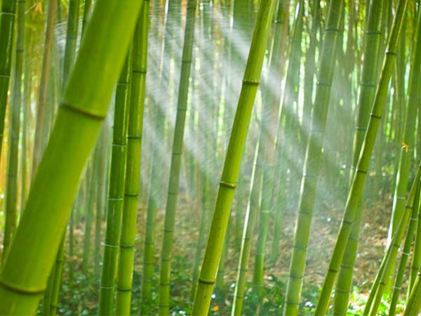 Tìm hiểu lịch sử hình thành chất liệu vải bamboo